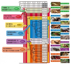 筑波大学の町田龍一郎教授や北海道大学の吉澤和徳准教授らによる研究グループは、103種の昆虫の遺伝子情報を解析し、信頼性の高い系統関係の解明に成功した（写真：研究グループの発表資料より）