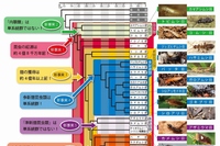 筑波大学の町田龍一郎教授や北海道大学の吉澤和徳准教授らによる研究グループは、103種の昆虫の遺伝子情報を解析し、信頼性の高い系統関係の解明に成功した（写真：研究グループの発表資料より）