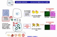 胸腺髄質上皮幹細胞の発見とその移植による自己免疫疾患の回避を示す図（京都大学の発表資料より）