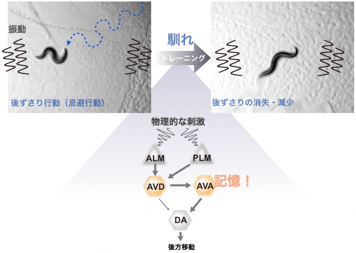 線虫C.エレガンスの物理的な刺激の馴化学習・記憶現象と神経回路を示す図（京都大学の発表資料より）