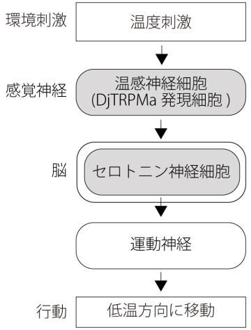 今回明らかになった温度刺激に対する行動をとるための神経回路（京都大学の発表資料より）