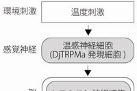 今回明らかになった温度刺激に対する行動をとるための神経回路（京都大学の発表資料より）