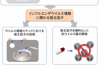 今回の研究の概要を示す図（研究グループの発表資料より）