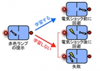 危険を知らせるシグナルに対して、回避行動を学習する能動的回避行動の学習実験の概要を示す図（理化学研究所の発表資料より）