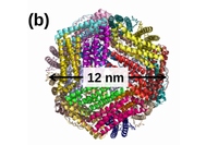 ルテニウムカルボニル錯体の化学構造（a）とフェリチンのX線結晶構造（b）。東京工業大学の発表資料より