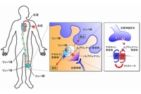 交感神経よるリンパ球の体内動態の制御を示す図（大阪大学などの発表資料より）