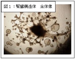 岡山大学の研究グループが作製した腎臓構造体の全体像（岡山大学の発表資料より）