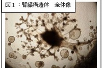 岡山大学の研究グループが作製した腎臓構造体の全体像（岡山大学の発表資料より）