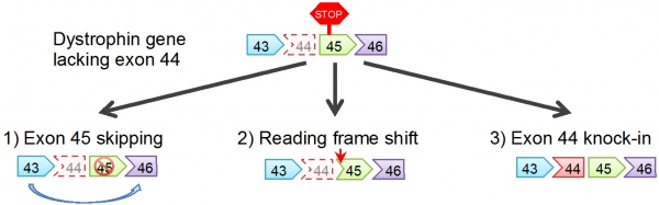 ジストロフィン遺伝子を修復するための三つの戦略を示す図（京都大学の発表資料より）