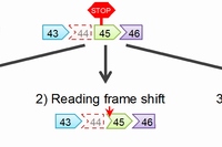 ジストロフィン遺伝子を修復するための三つの戦略を示す図（京都大学の発表資料より）