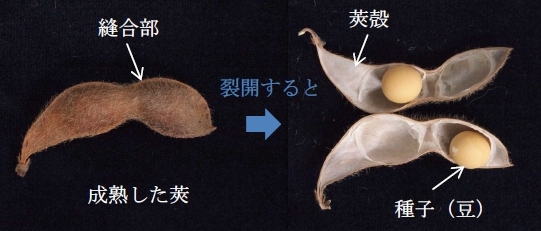 大豆のさやの構造を示す図（農研機構などの発表資料より）