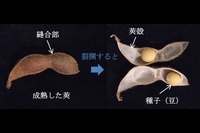 大豆のさやの構造を示す図（農研機構などの発表資料より）