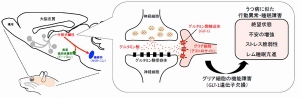 グリア細胞の機能障害がうつ病の症状に似た異常行動や睡眠障害を引き起こすことを示す模式図（東京医科歯科大学の発表資料より）