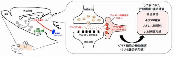 グリア細胞の機能障害がうつ病の症状に似た異常行動や睡眠障害を引き起こすことを示す模式図（東京医科歯科大学の発表資料より）