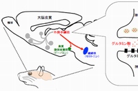 グリア細胞の機能障害がうつ病の症状に似た異常行動や睡眠障害を引き起こすことを示す模式図（東京医科歯科大学の発表資料より）