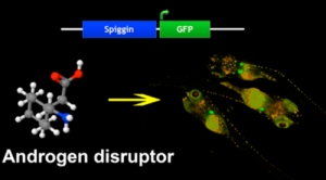 基礎生物学研究所の研究グループは、環境水中の男性ホルモンおよび抗男性ホルモン作用を示す物質を検出するバイオモニタリングメダカの作出に成功した（写真：基礎生物学研究所の発表資料より）