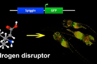 基礎生物学研究所の研究グループは、環境水中の男性ホルモンおよび抗男性ホルモン作用を示す物質を検出するバイオモニタリングメダカの作出に成功した（写真：基礎生物学研究所の発表資料より）