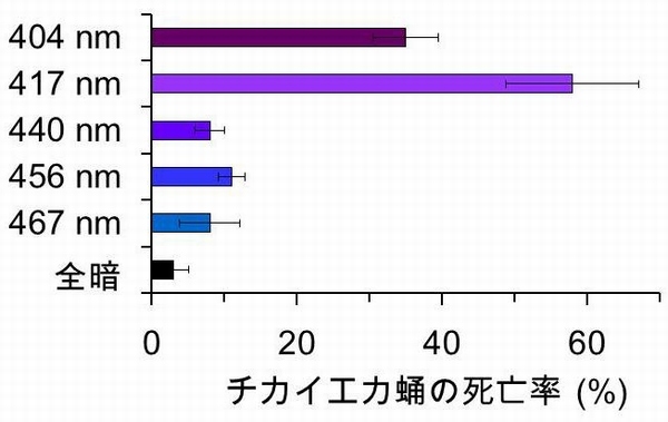 チカイエカ蛹に対する青色光の殺虫効果を示す図（東北大学の発表資料より）