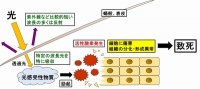 推測される青色光の殺虫メカニズム（東北大学の発表資料より）