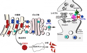 LGI1変異がLGI1のシナプスへの輸送を障害したり、受容体ADAM22との結合活性を低下させることを示す図（生理学研究所の発表資料より）