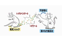 危険を伝えるフェロモンはラットの肛門周囲部より放出されて、それを嗅いだラットの不安を増大させる（東京大学の発表資料より）