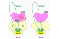 栄養に応じてステロイドホルモン生合成を促進するセロトニン産生神経の役割を示すモデル図（筑波大学の発表資料より）