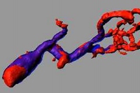 ヒト皮膚線維芽細胞から転換させた血管内皮細胞を免疫不全マウスに移植したところ、1.5カ月後に一部の血管は壁細胞で裏打ちされた成熟血管となった（赤：血管内皮細胞、青：壁細胞、慶應義塾大学の発表資料より）