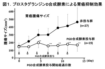 プロスタグランジンD合成酵素による胃がん抑制効果を示す図。PGD合成酵素を投与したマウスの胃がん腫瘍（○）は、非投与群（●）に比べ、サイズが大きくならず増殖が抑制されている（大阪市立大学の発表資料より）