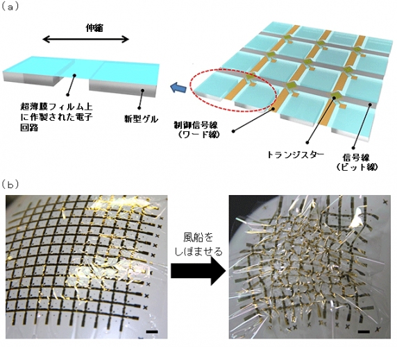 研究グループが開発したシート型センサーは、極薄高分子フィルム上に有機トランジスター集積回路を作製した後で、電極部分だけに粘着性ゲルを形成して作製される（ａ）。このセンサーを風船（白い部分）に貼り付けて、100％圧縮しても、壊れなかった（ｂ）（東京大学の発表資料より）