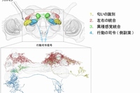 カイゴガの脳内における匂い情報の経路を示す図。カイコガの触角で検出された匂い情報は、まず感覚中枢に送られ、いくつかの経路を経て最終的に脳の前運動中枢で行動司令信号に変換される（東京大学の発表資料より）