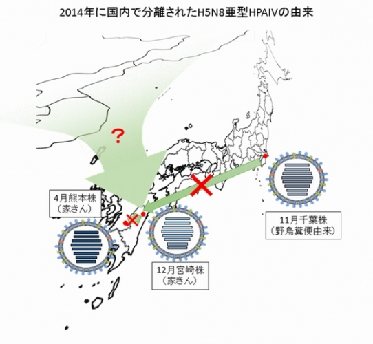 農研機構・動物衛生研究所は、12月に宮崎県の養鶏場で発生した高病原性鳥インフルエンザ(HPAI)が、今年4月の熊本県の養鶏場や11月の千葉県の野鳥の症例とは、直接の関連がないことが示されたと発表した（写真：農研機構・動物衛生研究所の発表資料より）