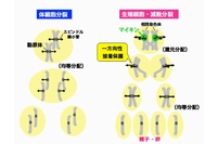 皮膚などの体細胞で起きている細胞分裂（体細胞分裂、左）と精子や卵子などの生殖細胞で起きている細胞分裂（減数分裂、右）を示す図。今回研究グループが発見した減数分裂の司令塔である「マイキン」は減数分裂に特有の特徴を作り出す。マイキン欠損マウスでは、減数分裂の染色体分配が異常になる（東京大学の発表資料より）