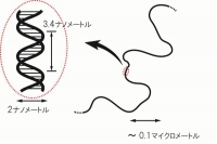 DNAの大きさを示す図。ヒトの細胞中には23対（46本）のDNAがある。DNAは長いひも状の分子であり、その全長は約2メートルにも及ぶ（九州大学の発表資料より）