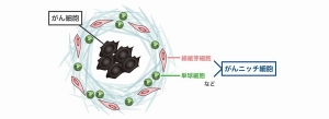 がん細胞とニッチがん細胞を示す図（九州大学の発表資料より）