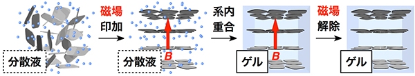 静電反発力により内部から支えられたヒドロゲル材料のイメージ。磁場印加下にてビニルモノマーをラジカル重合することにより、ナノシートの水分散液はヒドロゲルへと変換され、互いに平行に配向したナノシートの構造は半永久的に固定される（理化学研究所の発表資料より）