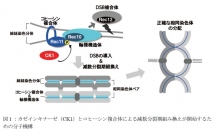 カゼインキナーゼ（CK1）とコヒーシン複合体による減数分裂期組み換えが開始するための分子機構を示す図（東京大学の発表資料より）