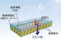 （a）今回の実験に利用した素子の模式図。素子に可視光を照射すると、金微粒子中に励起された表面プラズモンを介して光とスピンが相互作用し、磁性ガーネットと白金の界面近傍にスピン流が生成される。このスピン流を起電力に変換することで、電気信号として観測した。（b） 走査型電子顕微鏡により撮影した金微粒子。直径100nm（ナノメートル）以下の金微粒子が光アンテナとして作用する。（c） 金微粒子近傍の電磁場分布のシミュレーション結果。可視光域の波長690nm近傍の光を照射すると表面プラズモン共鳴が生じるため、金微粒子の周りに局在した強力な電磁場が発生し（左図）、スピンの運動が励起される。表面プラズモン共鳴条件を満たさない波長500nmの光を照射した場合には、電磁場の増強効果は起こらない（右図）（東北大学などの発表資料より）