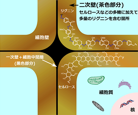 植物細胞壁の構造を示す図。植物の細胞壁は、中間層を含む薄い一次壁とその内側に生成する厚い二次壁に大別される。二次壁には多糖類であるセルロースやヘミセルロースに加え、リグニンが沈着し、植物の体制維持、水分の通導、病虫害に対する耐性などに重要な役割を果たしている（東京農工大学などの発表資料より）