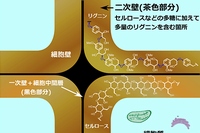 植物細胞壁の構造を示す図。植物の細胞壁は、中間層を含む薄い一次壁とその内側に生成する厚い二次壁に大別される。二次壁には多糖類であるセルロースやヘミセルロースに加え、リグニンが沈着し、植物の体制維持、水分の通導、病虫害に対する耐性などに重要な役割を果たしている（東京農工大学などの発表資料より）