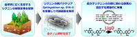 低分子のリグニンを分解することができるバクテリアSphingobium sp.SYK-6株とリグニン分解に働く酵素LigDを示す図（東京農工大学などの発表資料より）