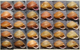シメクチマイマイ（左3列）とアキラマイマイ（右3列）の殻（岡山大学の発表資料より）