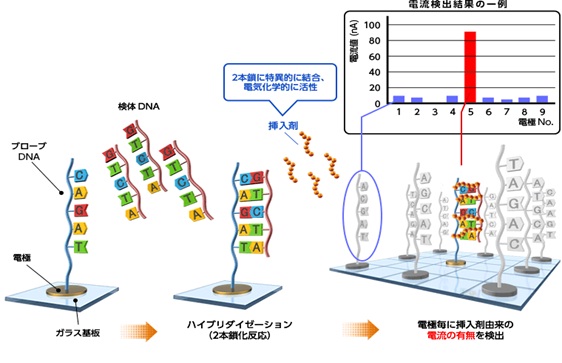 DNAチップの仕組みイメージ（写真：同社発表資料より）