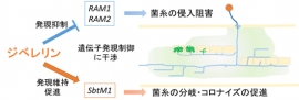 ジベレリンの菌根菌感染過程に与える影響を示す図（基礎生物学研究所の発表資料より）