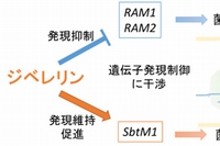 ジベレリンの菌根菌感染過程に与える影響を示す図（基礎生物学研究所の発表資料より）