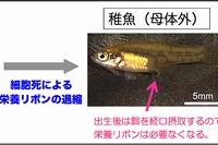 グーデア科胎生魚ハイランドカープで見られた栄養リボンの退縮（京都大学の発表資料より）