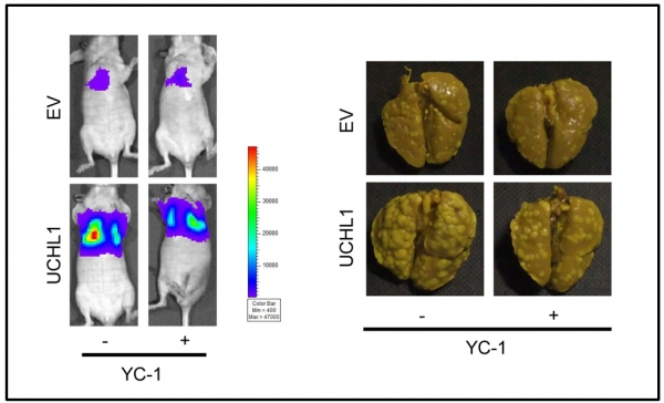 がん細胞を移植し、肺における転移巣の形成を光イメージング（左）と摘出肺のコロニー数（右）で評価した。UCHL1の過剰発現によって、肺に形成された転移コロニー数が有意に増加し、これがHIF-1阻害剤YC-1の投与によって抑制されることが明らかになった（京都大学の発表資料より）