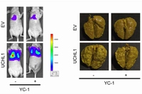 がん細胞を移植し、肺における転移巣の形成を光イメージング（左）と摘出肺のコロニー数（右）で評価した。UCHL1の過剰発現によって、肺に形成された転移コロニー数が有意に増加し、これがHIF-1阻害剤YC-1の投与によって抑制されることが明らかになった（京都大学の発表資料より）