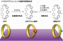 カーボンナノリングの一つであるシクロパラフェニレンの選択的修飾反応を示す図（名古屋大学の発表資料より）