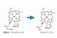 葉緑素（クロロフィル）とクロロフィリドの構造を示す図（北海道大学の発表資料より）