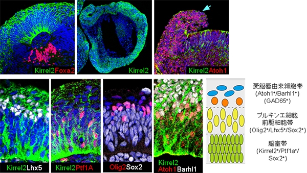 ヒトES細胞からの小脳皮質構造の誘導を示す図（理化学研究所の発表資料より）